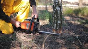 Milpitas, CA Tree Removal and Landscaping Services Company